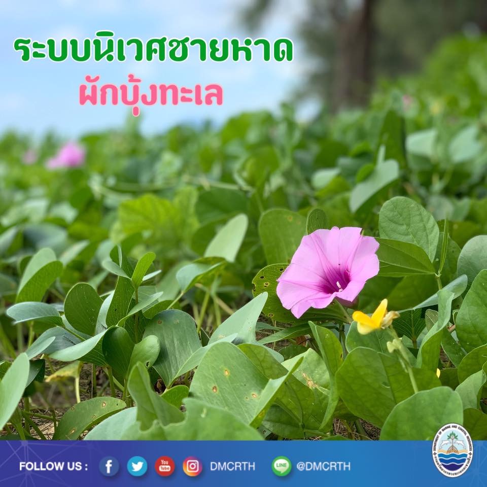 สวัสดี พี่น้องเครือข่ายอนุรักษ์ทะเลไทย