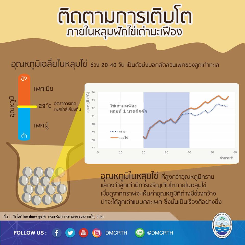 เรารักเต่ามะเฟือง ตอนที่ ๒ : ติดตามการเติบโต ภายในหลุมฟักไข่เต่ามะเฟือง