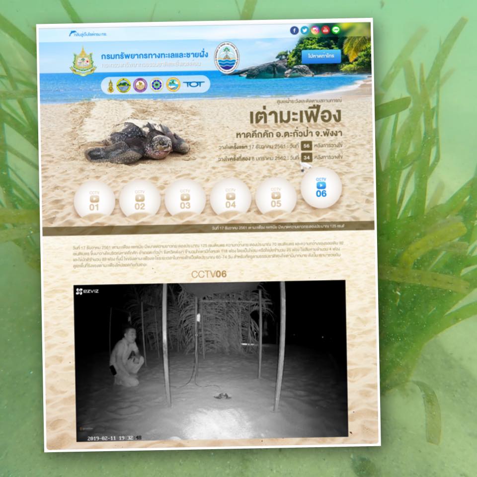 คึกคักกันทั้งหาด มาแล้วลูกเต่ามะเฟืองตัวแรก