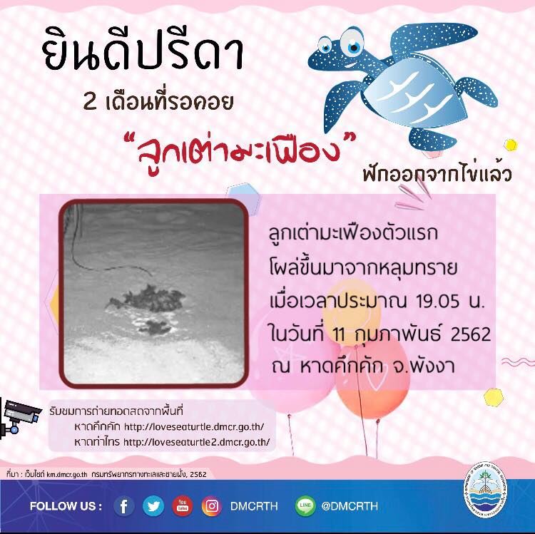 สุดปลื้ม มาแล้วลูกเต่ามะเฟืองตัวแรก หาดคึกคัก