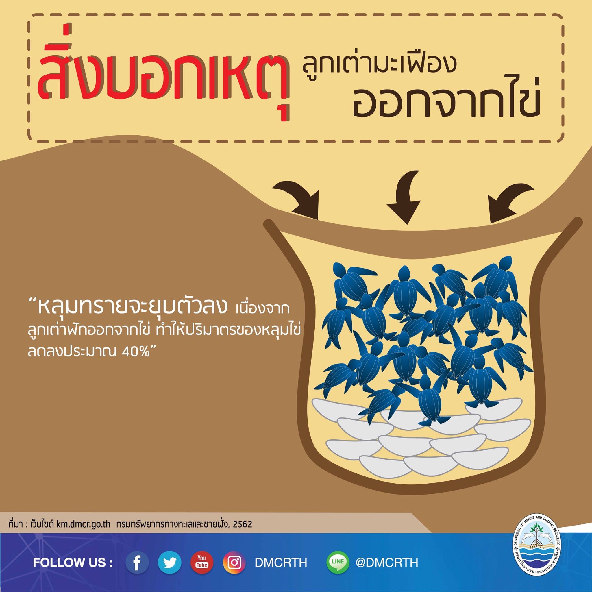 เรารักเต่ามะเฟือง ตอนที่ ๓ : สิ่งบอกเหตุลูกเต่ามะเฟืองออกจากไข่