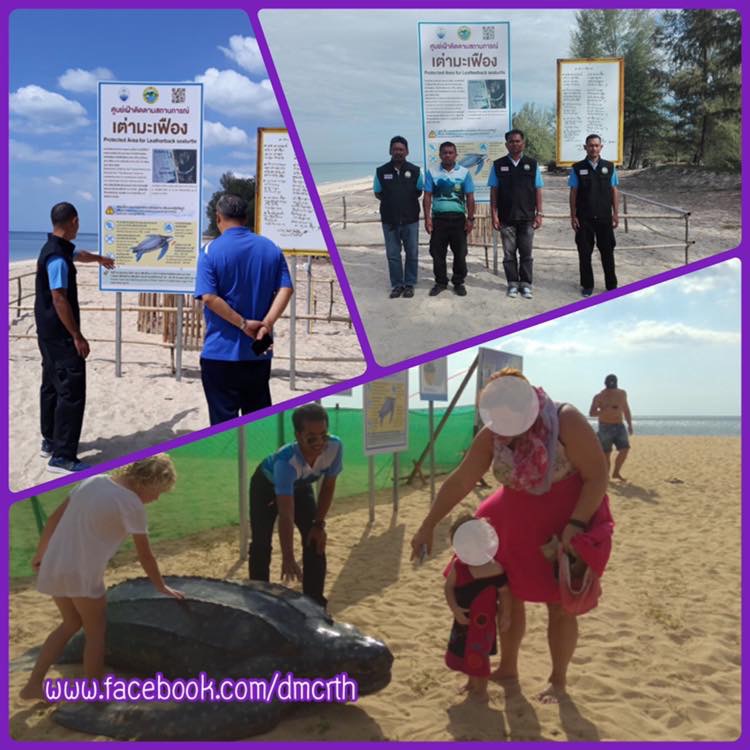นับวันรอลูกเต่ามะเฟือง รังที่สอง หาดท่าไทร