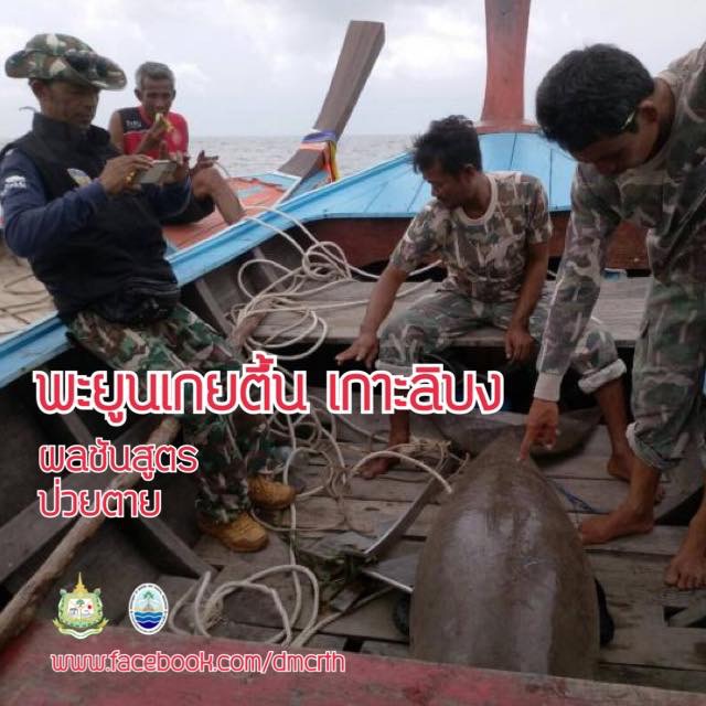 ทช. เผยผลชันสูตรซากพะยูนเกยตื้นล่าสุดที่เกาะลิบง