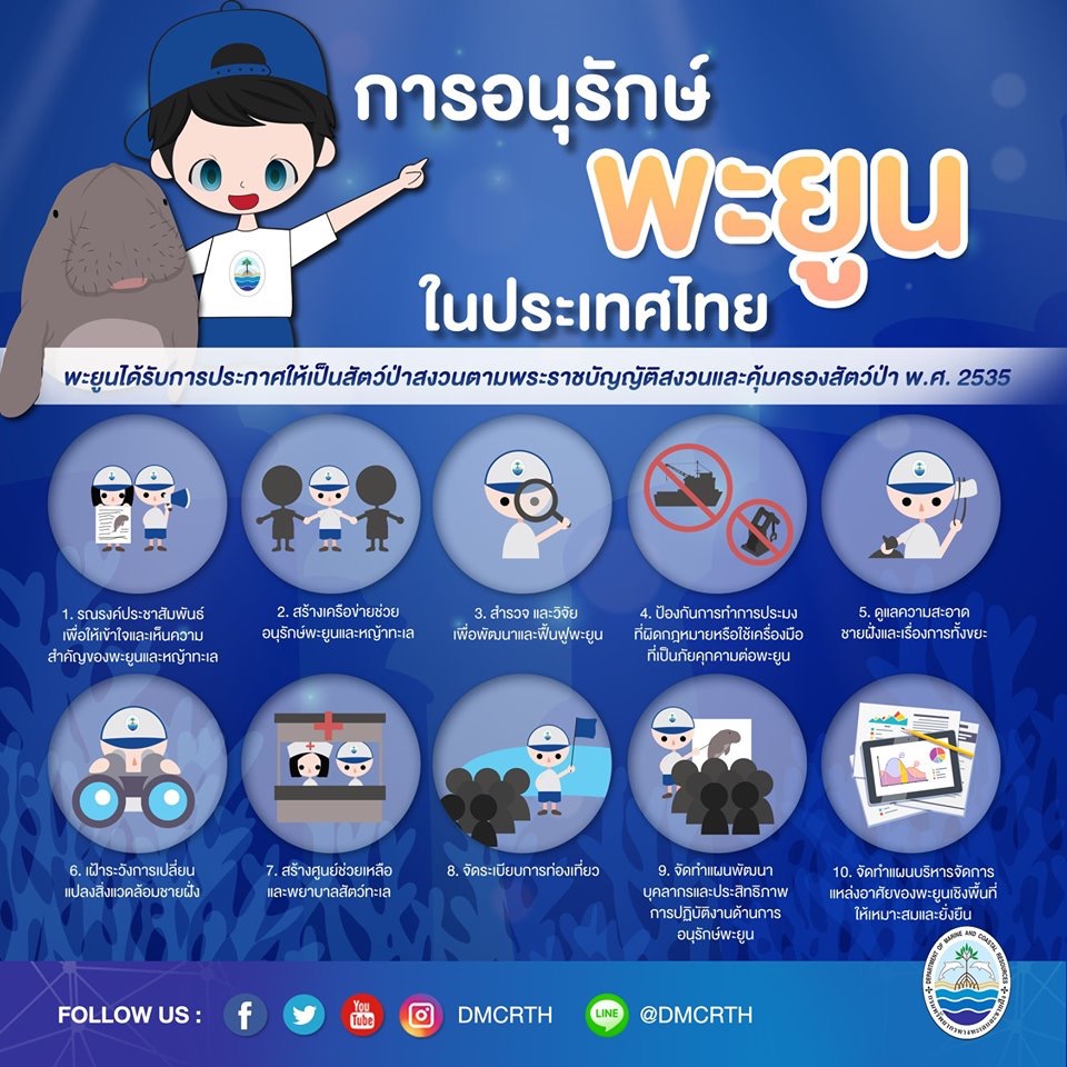 มารู้จักพะยูน สัตว์สงวนในทะเลไทย ตอนที่๕