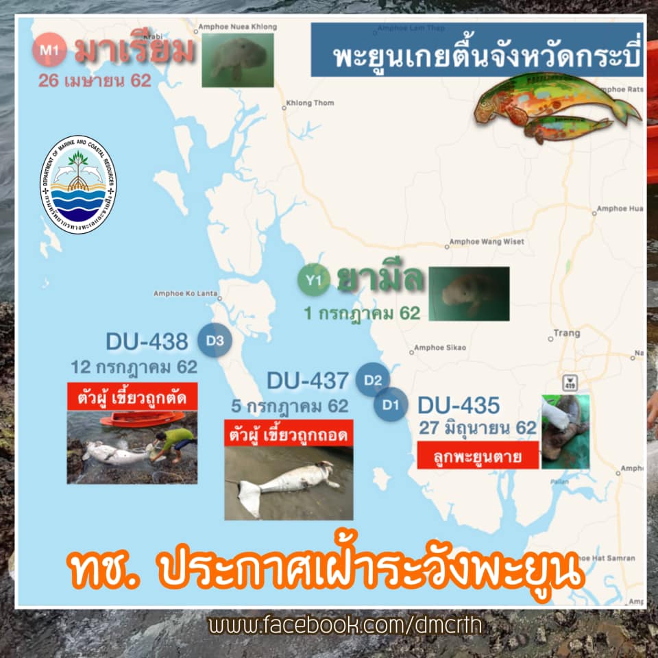 อธิบดี ทช. สั่งการเฝ้าระวังพะยูน