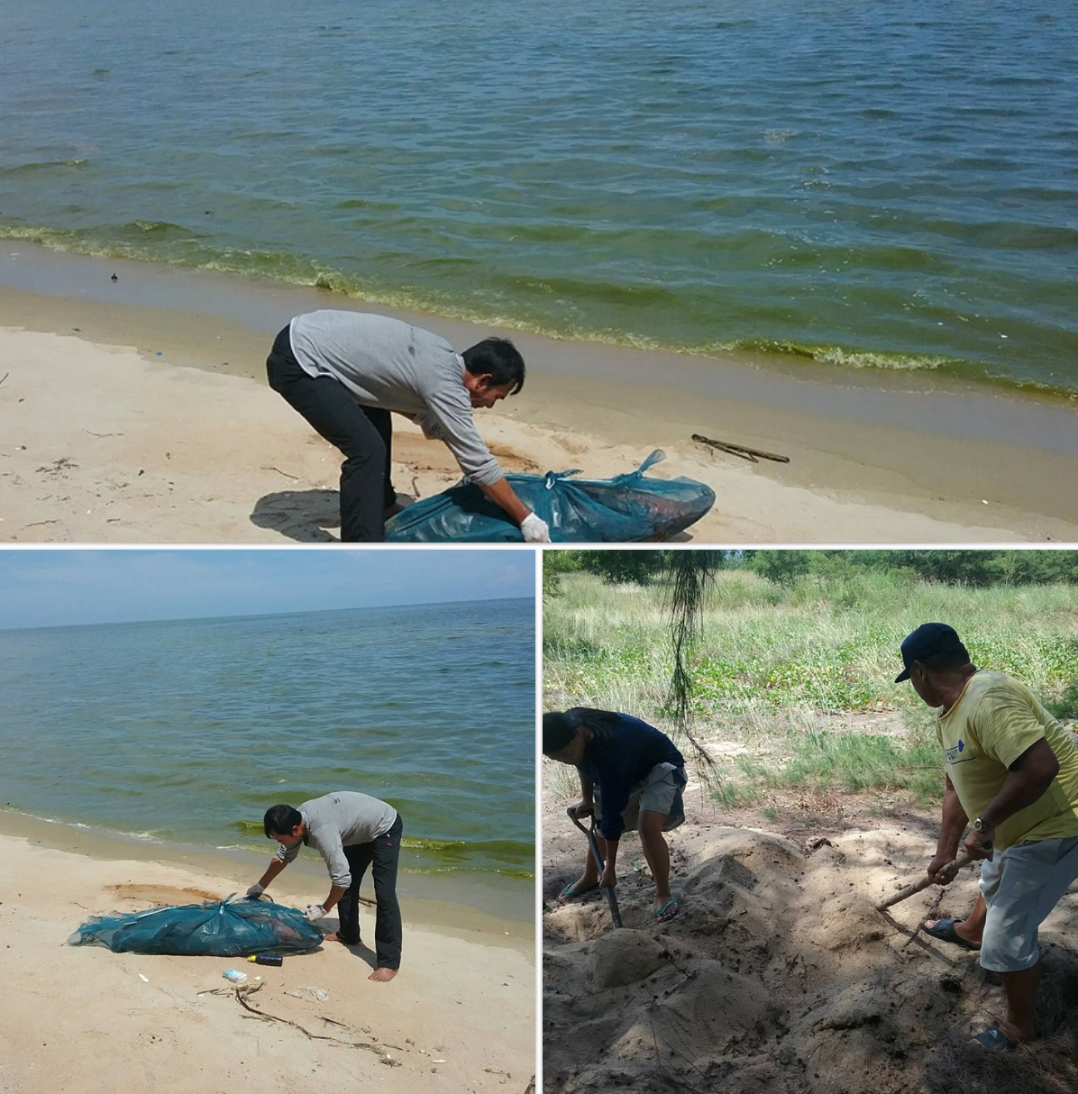 พบซากโลมาหัวบาตรหลังเรียบ เกยหาดทับสะแก