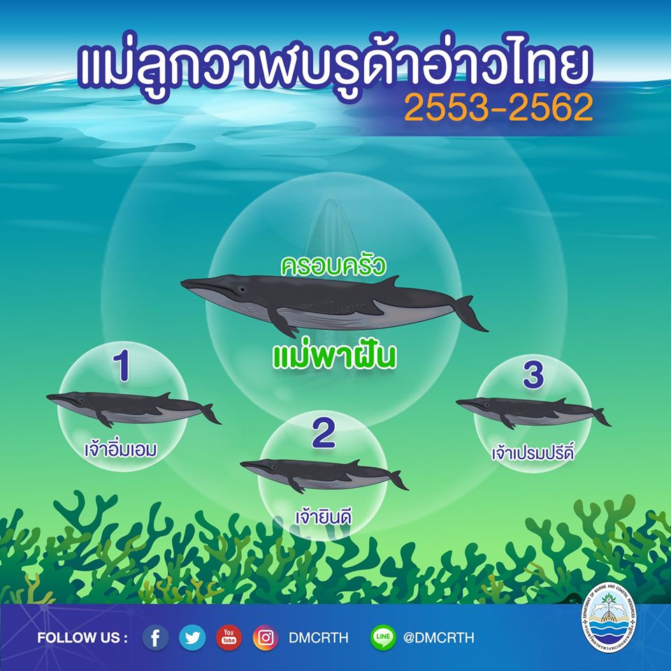 ครอบครัววาฬบรูด้า ๑๒/๑๘ ครอบครัวแม่พาฝัน
