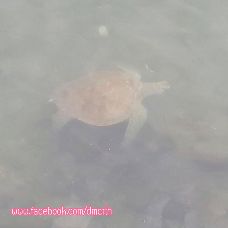 พบเต่าตนุว่ายใกล้ฝั่งบางแสน วอนพี่น้องชาวเรือและนักท่องเที่ยวดูแล อนุรักษ์