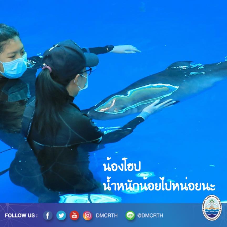 อัพเดท อาการ โฮป ลูกวาฬ ผอมไปหน่อยนะเรา