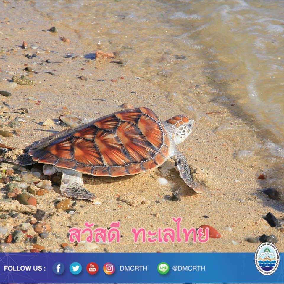 สวัสดี พี่น้องเครือข่ายรักษ์ทะเลไทย
