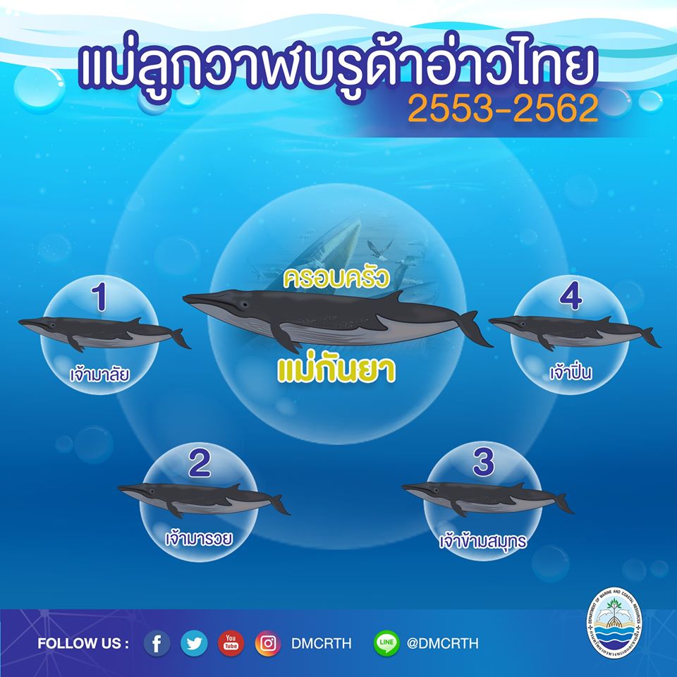 ครอบครัววาฬบรูด้า ๑๓/๑๘ ครอบครัวแม่กันยา