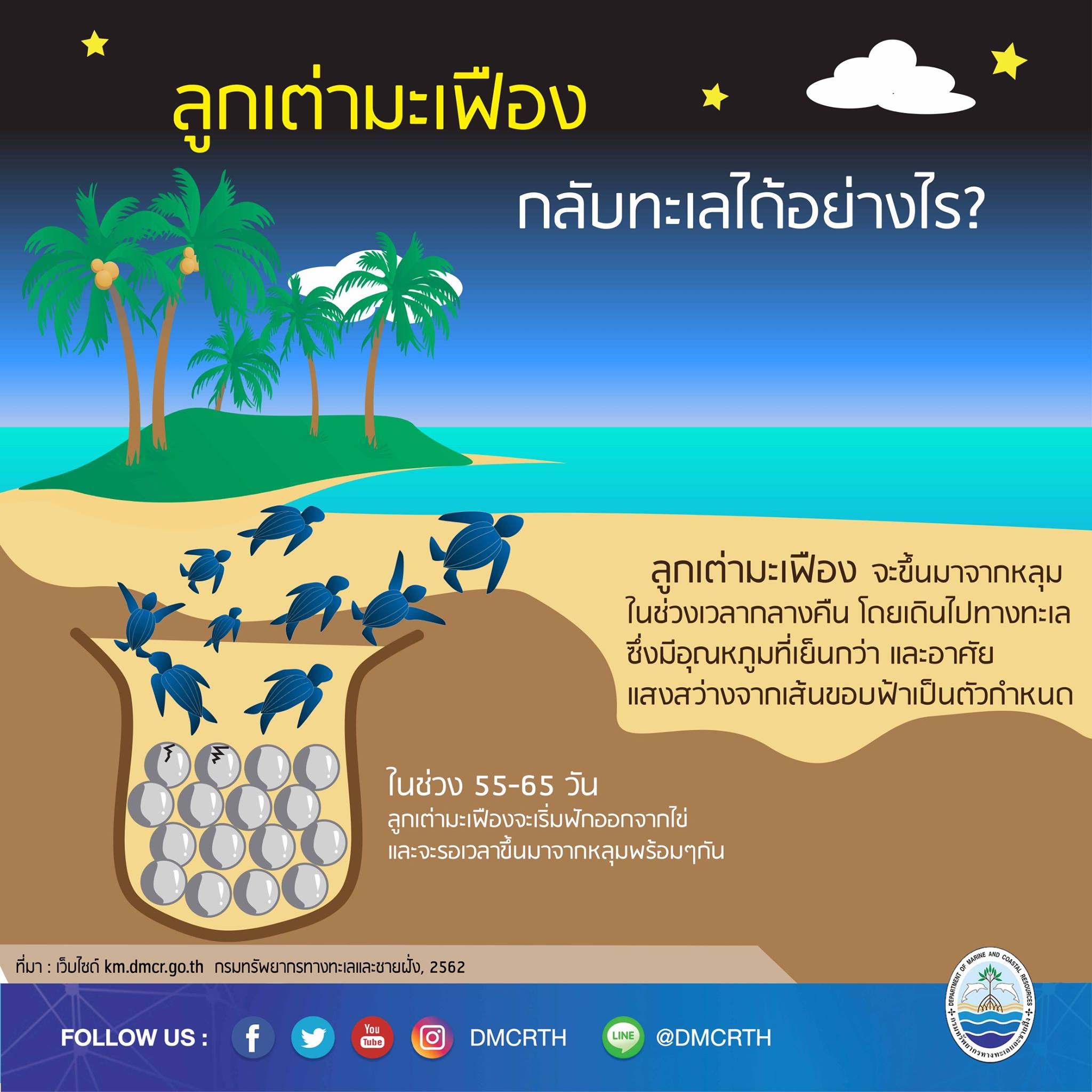 เรารักเต่ามะเฟือง ตอนที่ ๕ : ลูกเต่ามะเฟืองกลับทะเลได้อย่างไร?
