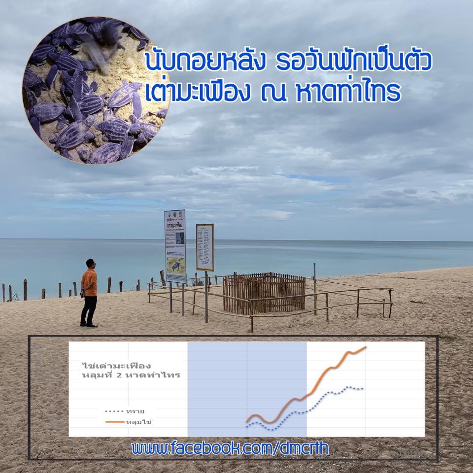 ทช. พร้อมรับลูกเต่ามะเฟืองหาดท่าไทร ช่วงวันมาฆะบูชา