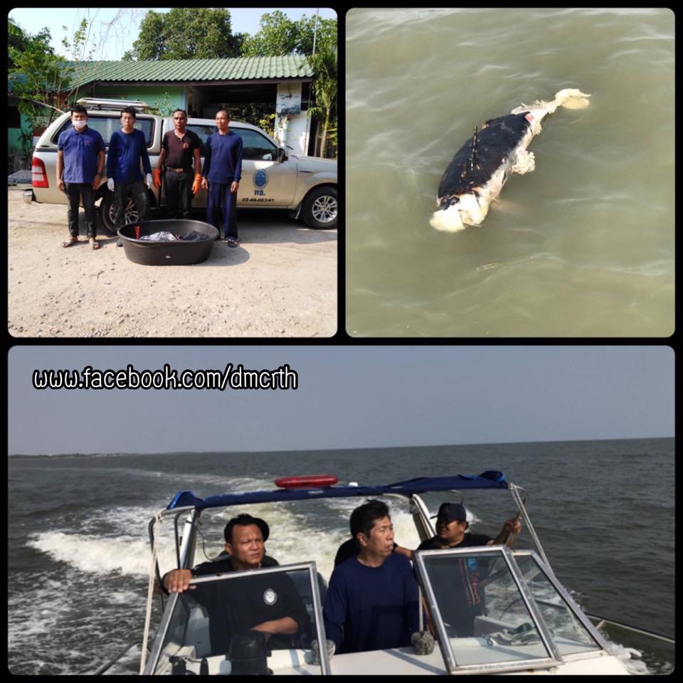 พบซากโลมา ชายทะเลโคกขาม สมุทรสาคร