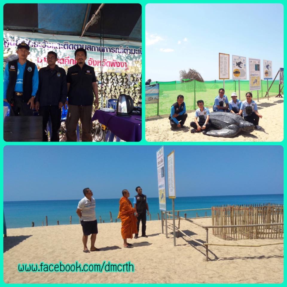 นับวันต้อนรับลูกเต่ามะเฟืองรังที่สอง ที่หาดท่าไทร