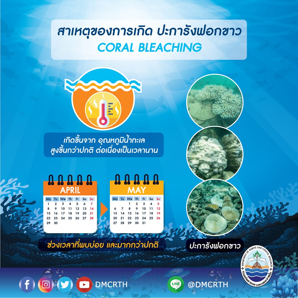 ปะการังฟอกขาว ฟอกขาวเพราะอะไรทำไมจึงซีดจาง