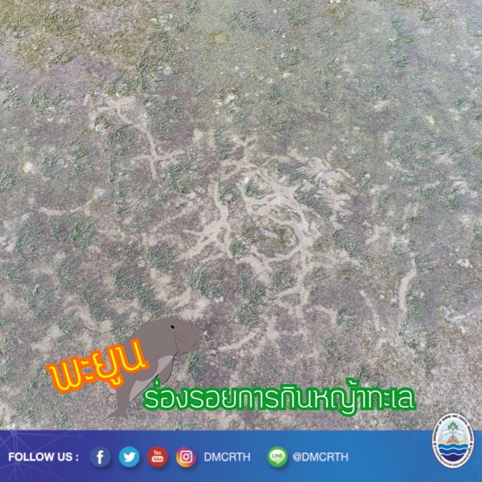 มารู้จักพะยูน สัตว์สงวนในทะเลไทย ตอนที่ ๓