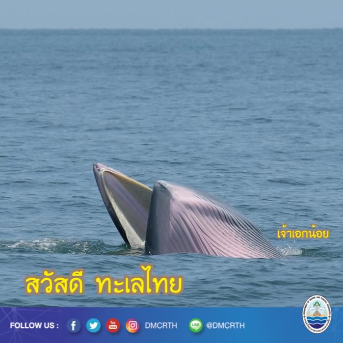 สวัสดี พี่น้องเครือข่ายรักษ์ทะเลไทย