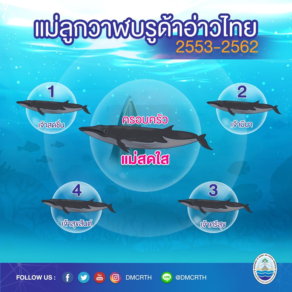 ครอบครัววาฬบรูด้า ๑๔/๑๘ ครอบครัวแม่สดใส
