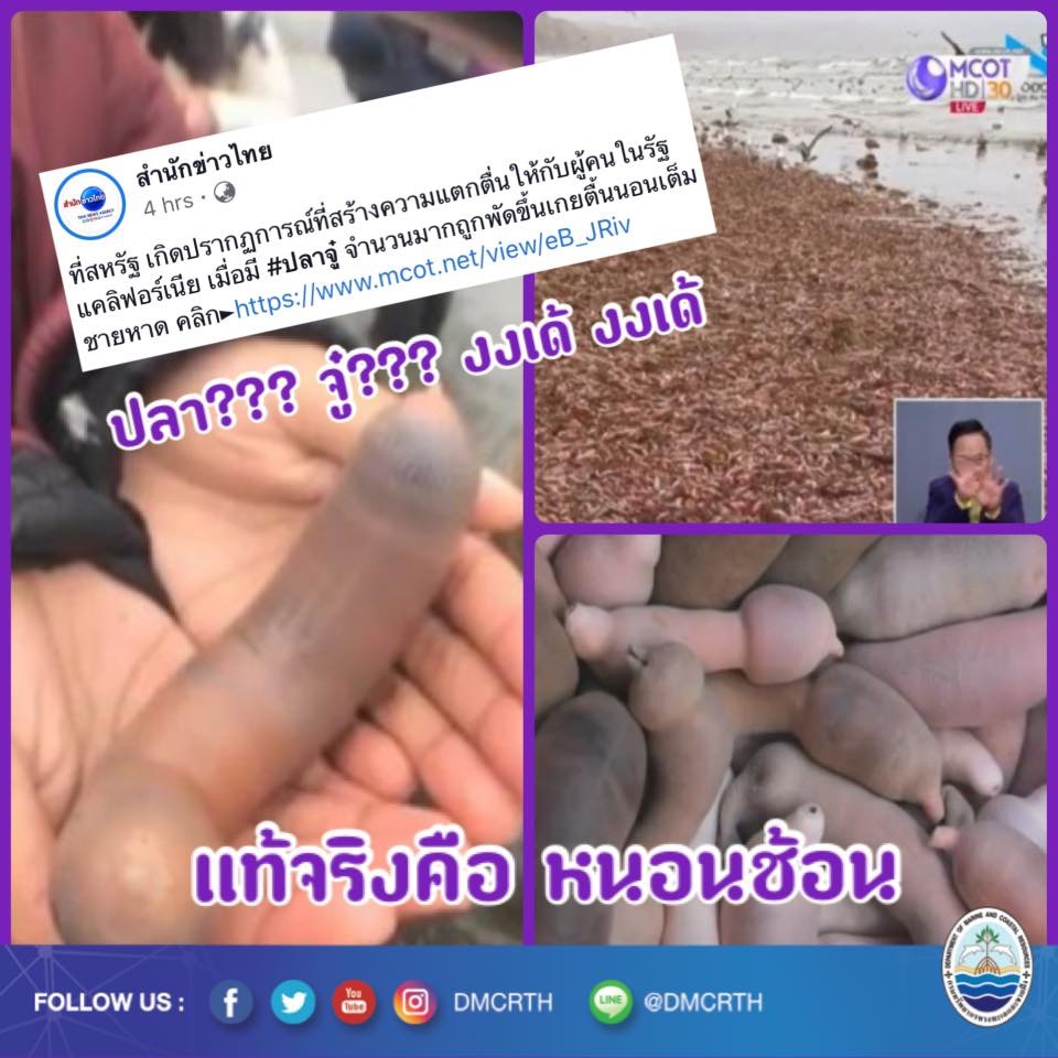 มารู้จักปลาจู๋, จู๋ทะเล, Penish Fish ที่แสนจะน่ารัก