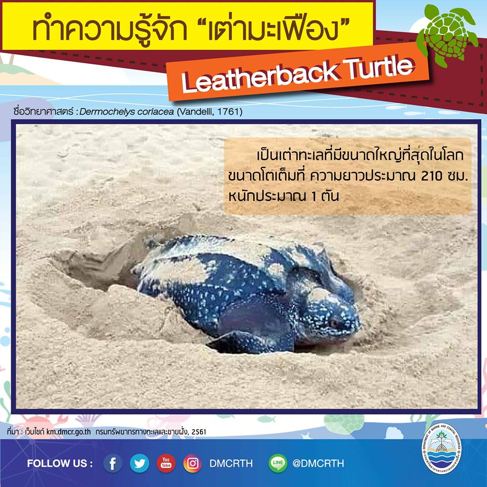 รู้จักแล้วจะรักเต่ามะเฟือง ตอนข้อมูลเต่ามะเฟือง