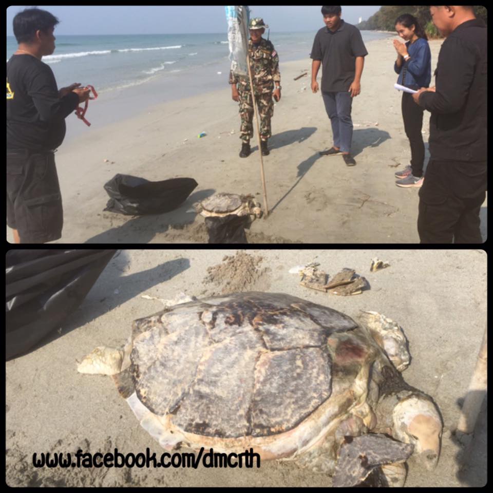 พบซากเต่ากระ เกยหาดแม่รำพึง