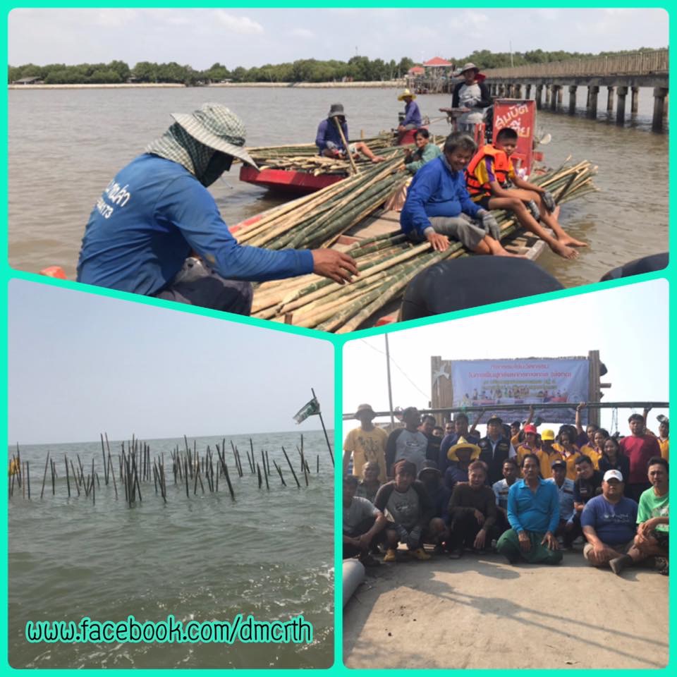 รวมพลังสร้างซั้งกอไม้ไผ่ ฟื้นฟูชายฝั่งทะเลสมุทรปราการ