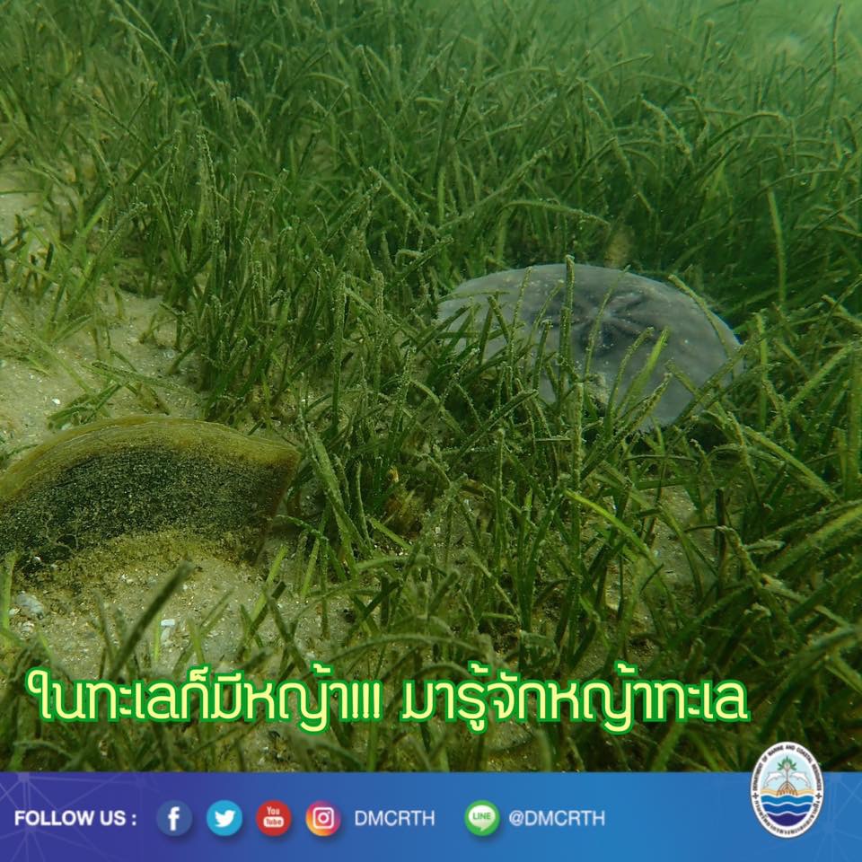 สวัสดี พี่น้องเครือข่ายรักษ์ทะเลไทย