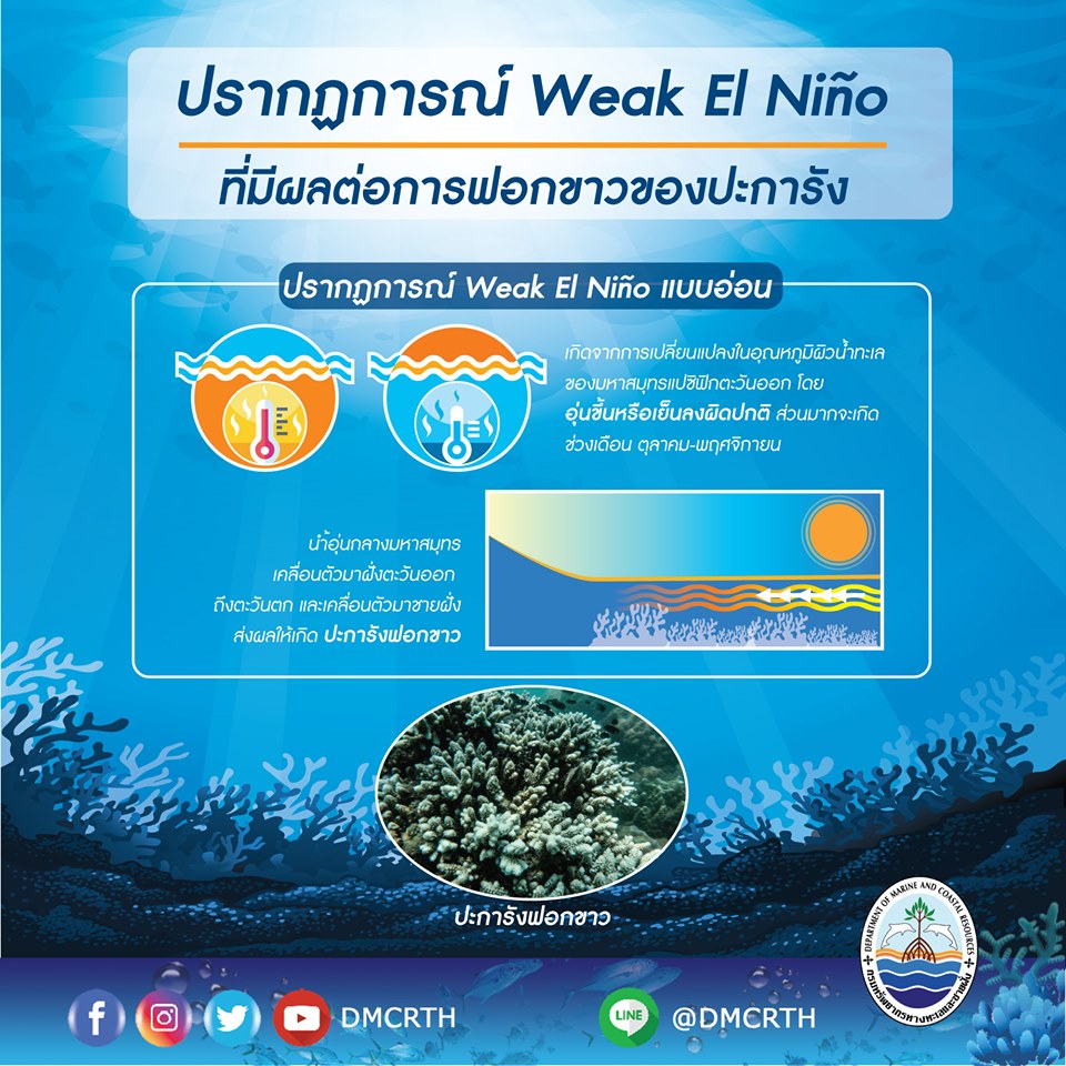 El Niño กับการเกิดปะการังฟอกขาวในปี ๒๕๖๒