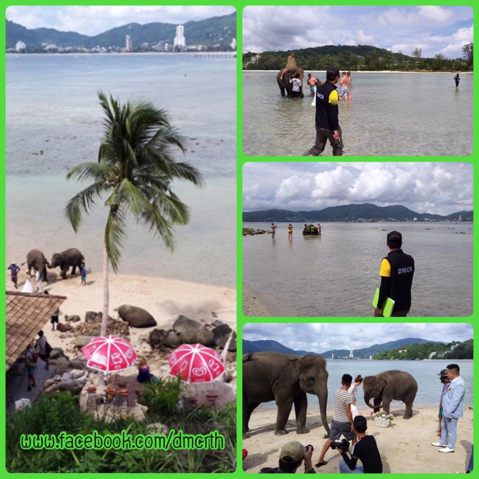 ผลตรวจสอบ นำช้างลงเล่นน้ำทะเลภูเก็ต ยังไม่กระทบปะการัง