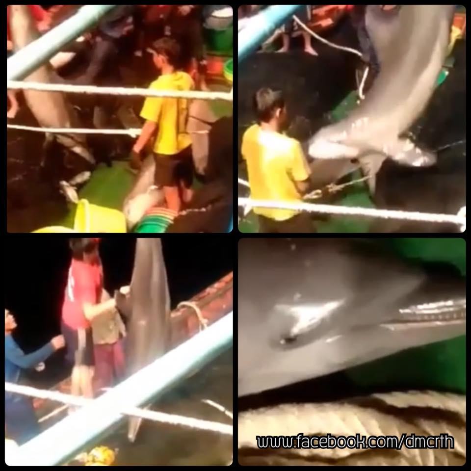 ตรวจสอบการทำประมงจับโลมา พบอยู่ในเขตเพื่อนบ้าน