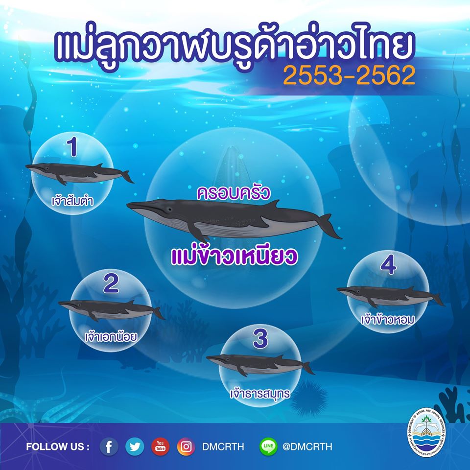 ครอบครัววาฬบรูด้า ๑๕/๑๘ ครอบครัวแม่ข้าวเหนียว