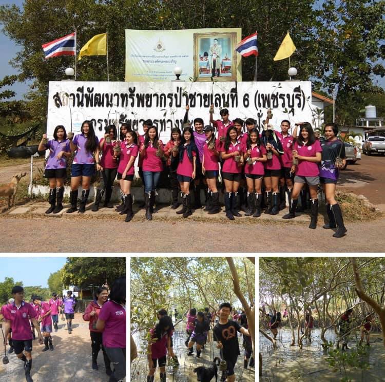 ปลูกฝังการอนุรักษ์ทรัพยากรป่าชายเลนเมืองเพชร