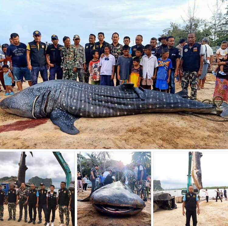 พบซากปลาฉลามวาฬตัวใหญ่ทะเลตรัง ยังไม่ทราบสาเหตุการตาย