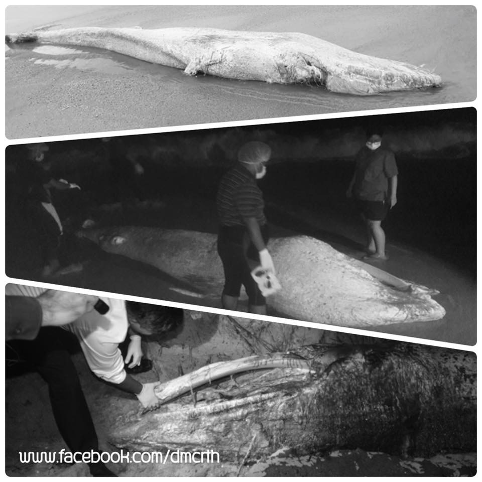 สูญเสียอีก วาฬโอมูระ เกยหาดชลาทัศน์