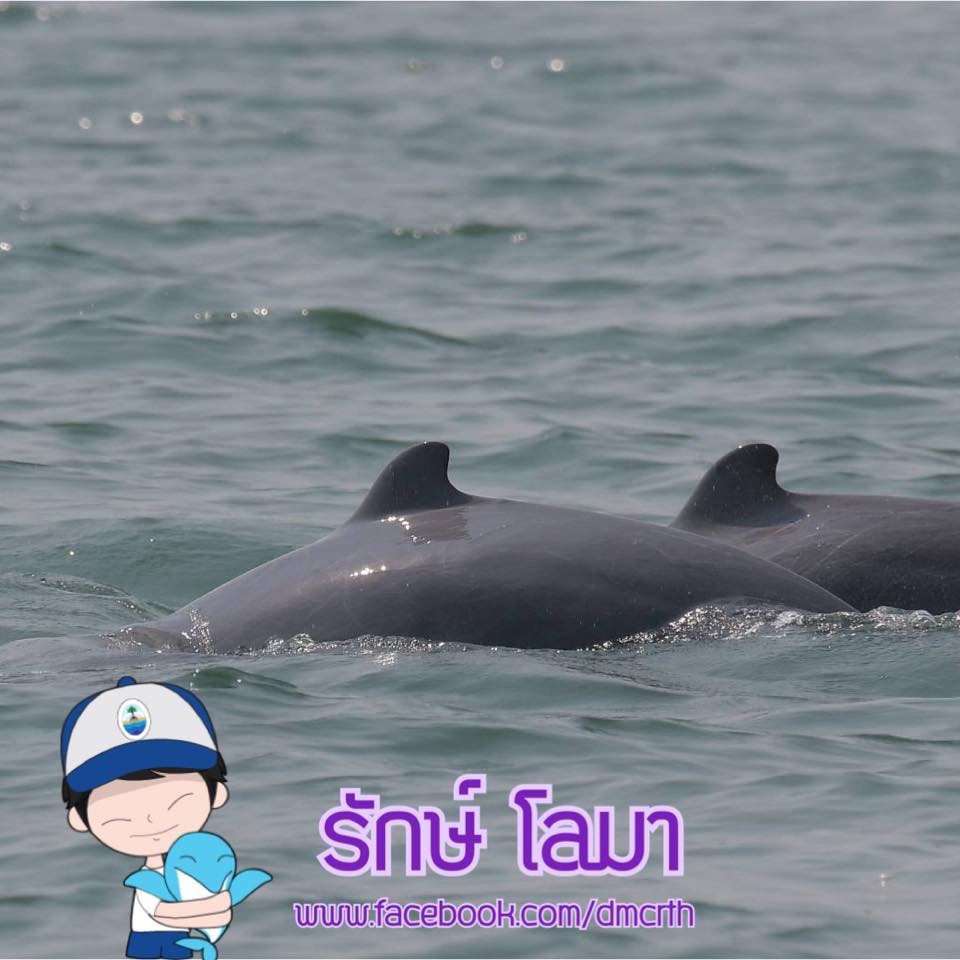 สวัสดี พี่น้องเครือข่ายรักษ์ทะเลไทย