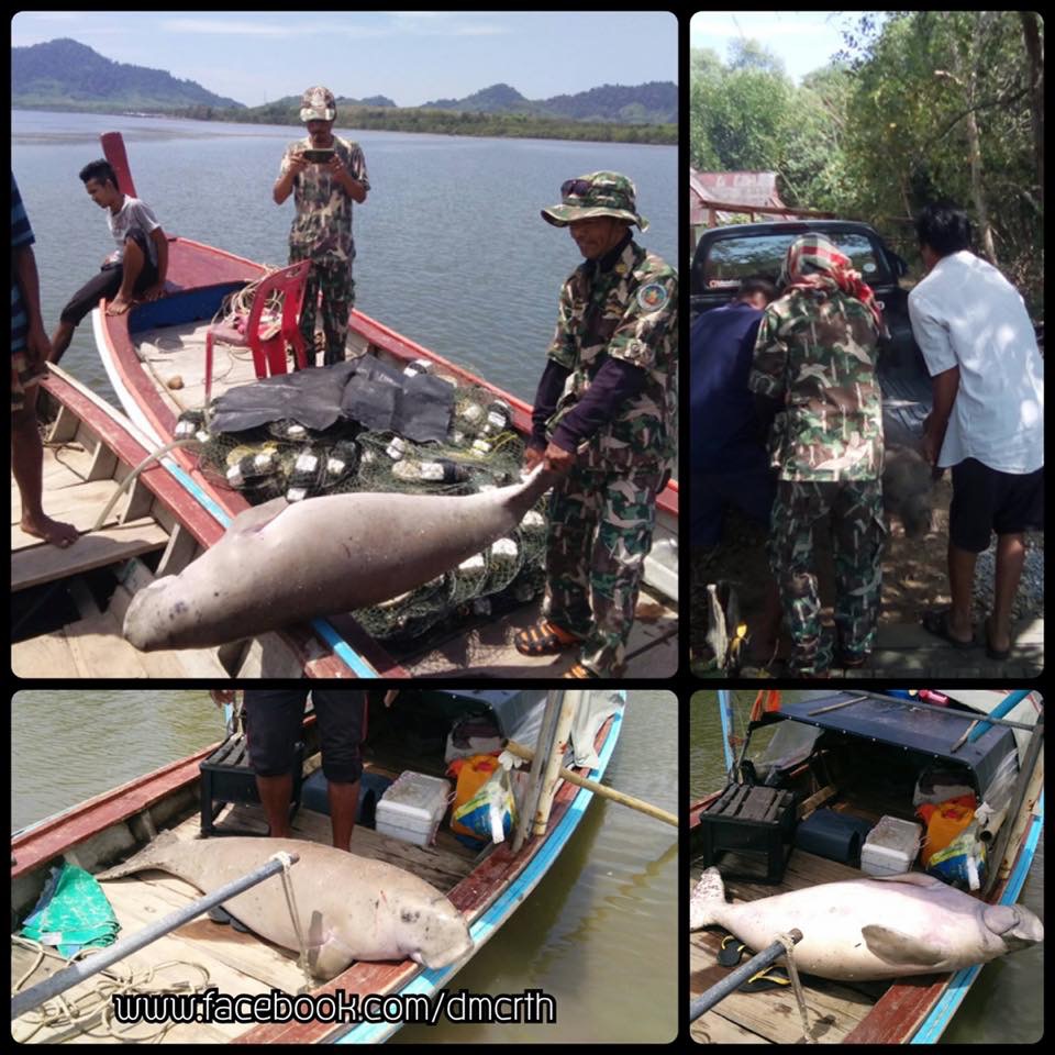 สลด!!! พบอีกซากพะยูน ทะเลตรัง