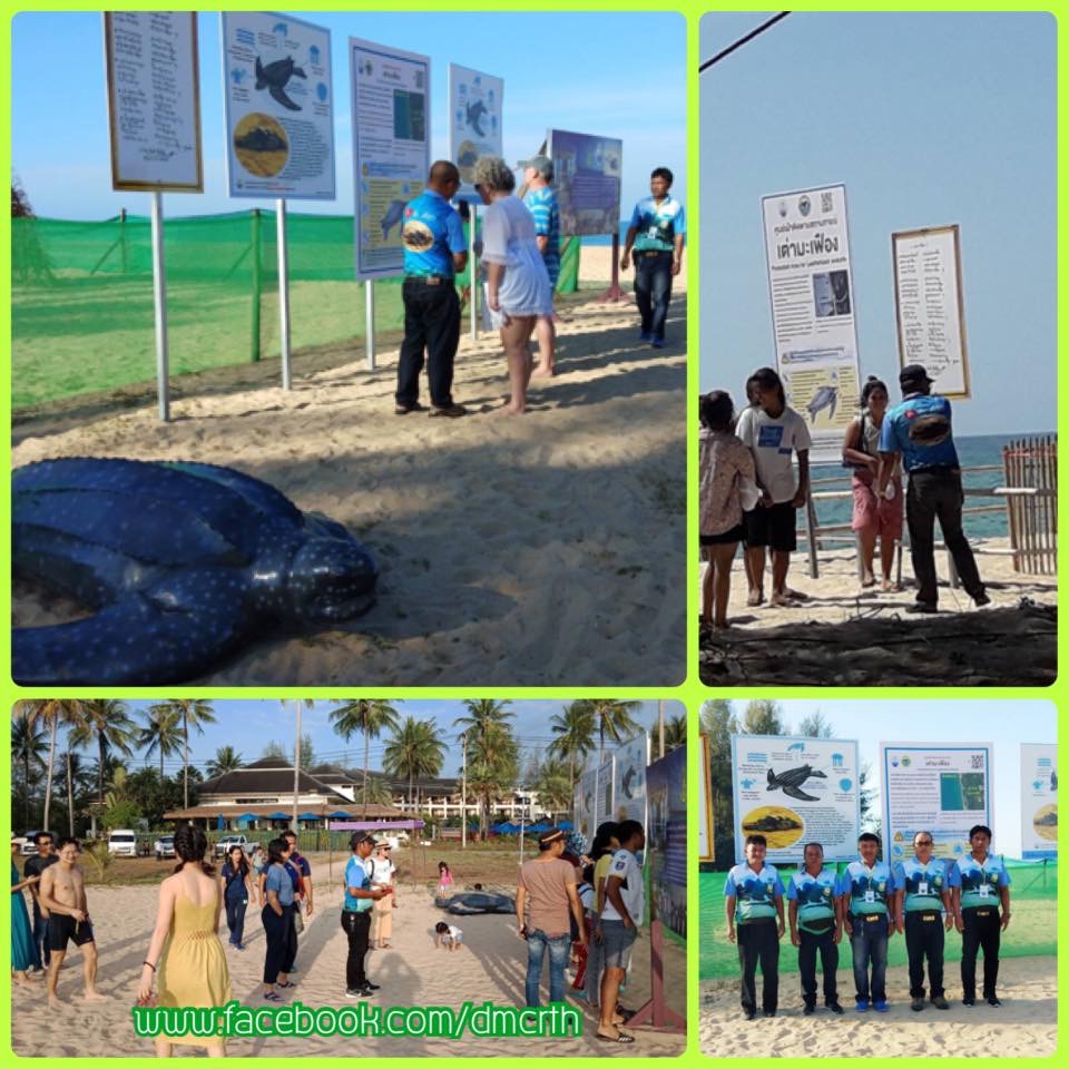 เตรียมต้อนรับลูกเต่ามะเฟืองรังที่สอง ที่หาดท่าไทร