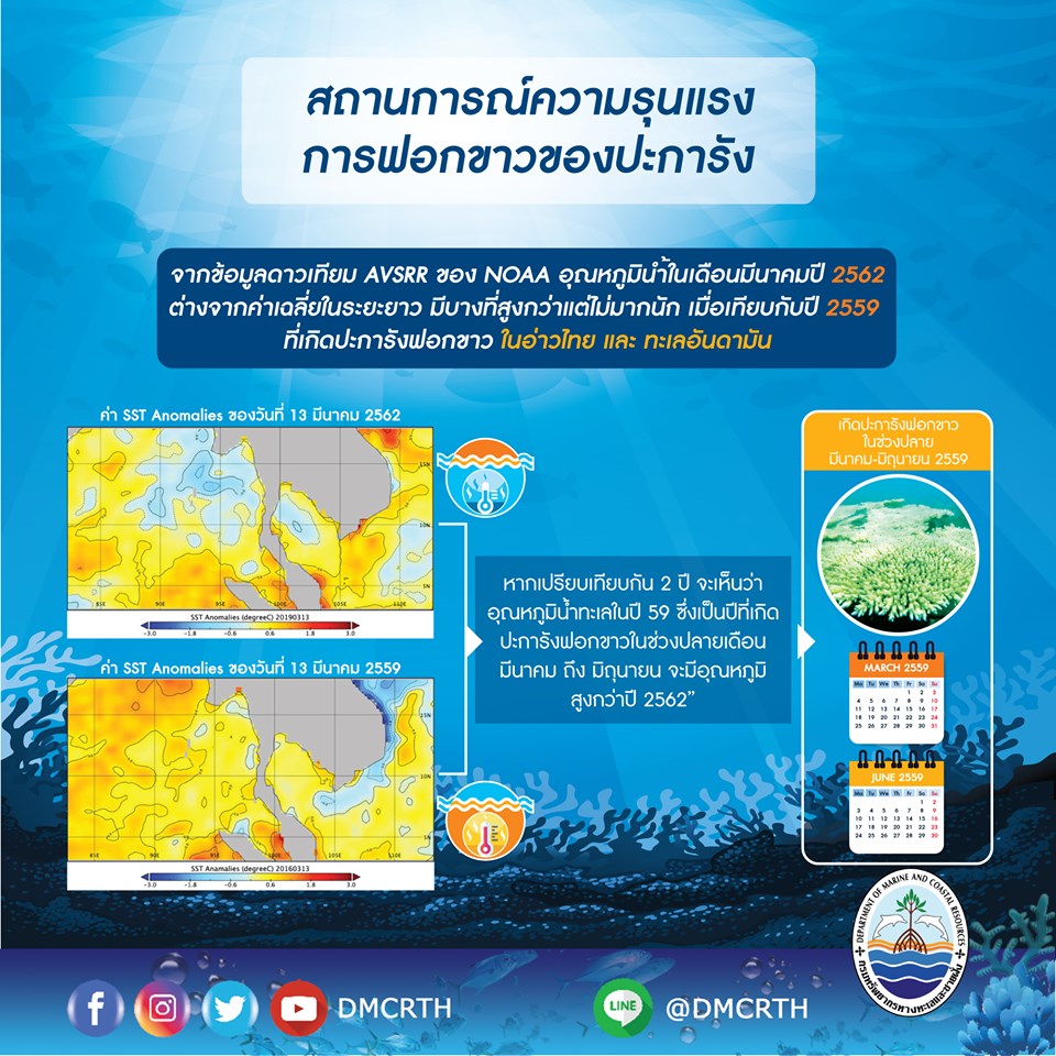 สรุปสถานการณ์ปะการังฟอกขาวในปีนี ไม่รุนแรงเท่าในอดีต