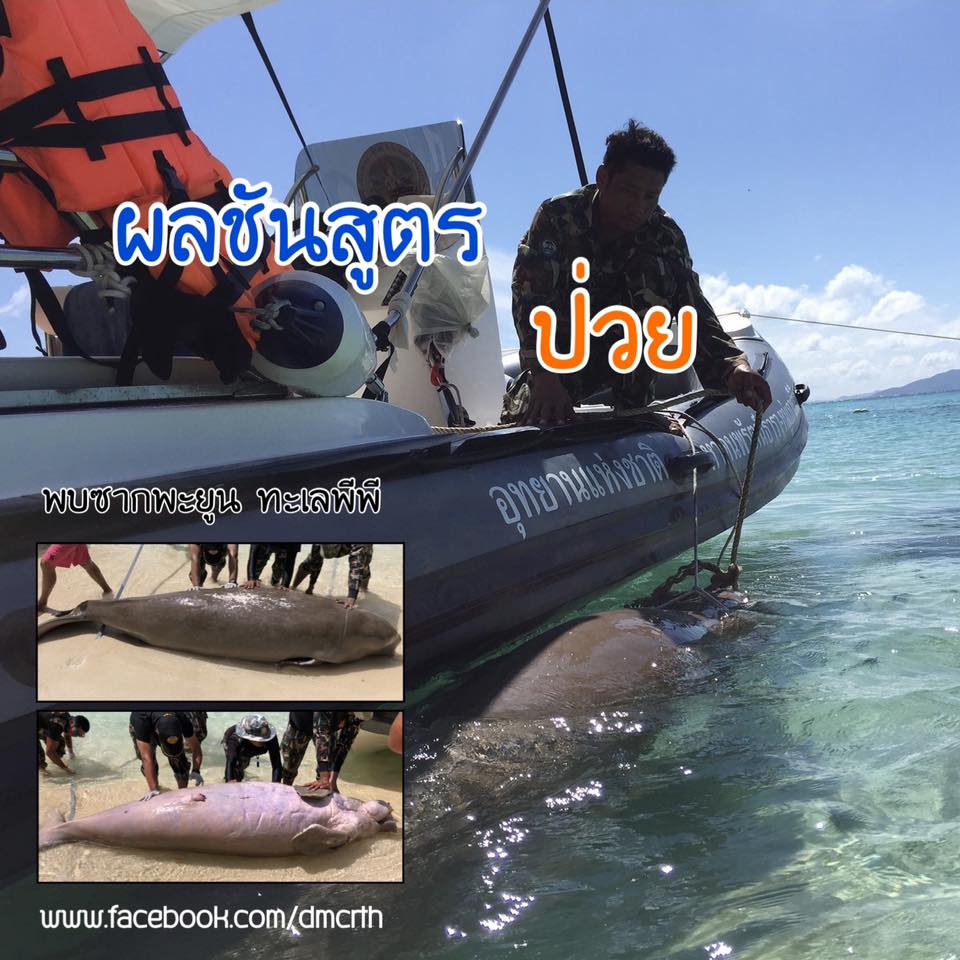 ผลชันสูตรซากพะยูนพื้นที่เกาะพีพี สาเหตุมาจากป่วย