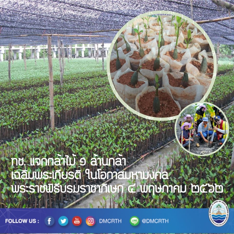 ทช. ชวนปลูกไม้ชายเลนเฉลิมพระเกียรติ ในการพระราชพิธีบรมราชาภิเษก