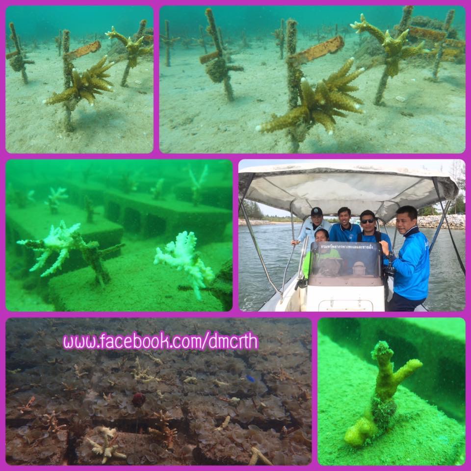 ติดตามอัตราการรอด ปะการังที่ปลูกฟื้นฟู เกาะยา เกาะสังข์