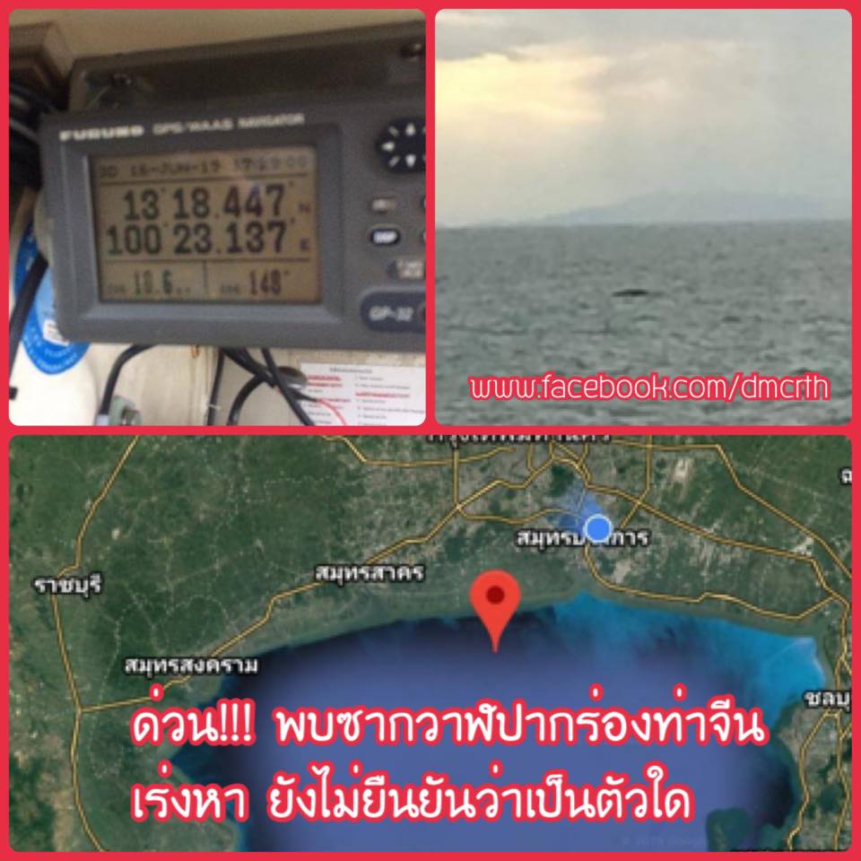 รับแจ้งพบซากวาฬ ลอยกลางทะเลตัว ก.