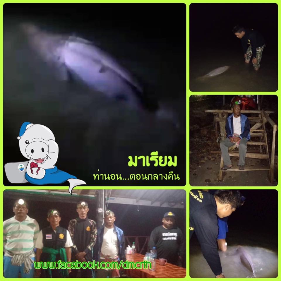 มาเรียม หลับสนิท นอนเพลินสบายๆ ฝนตกทั้งวันที่เกาะลิบง