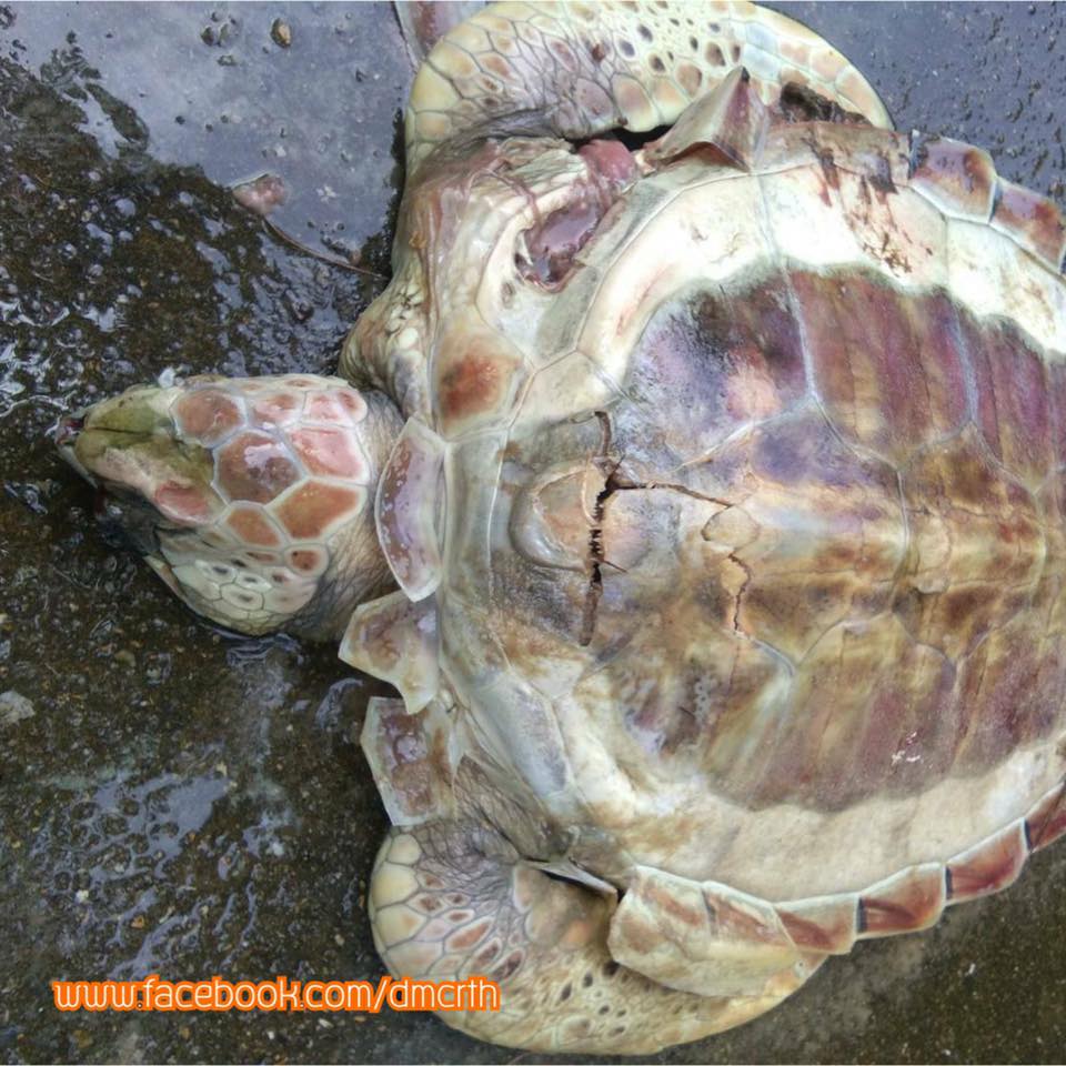 พบซากเต่าตนุ เกยหาดแหลมแม่พิมพ์