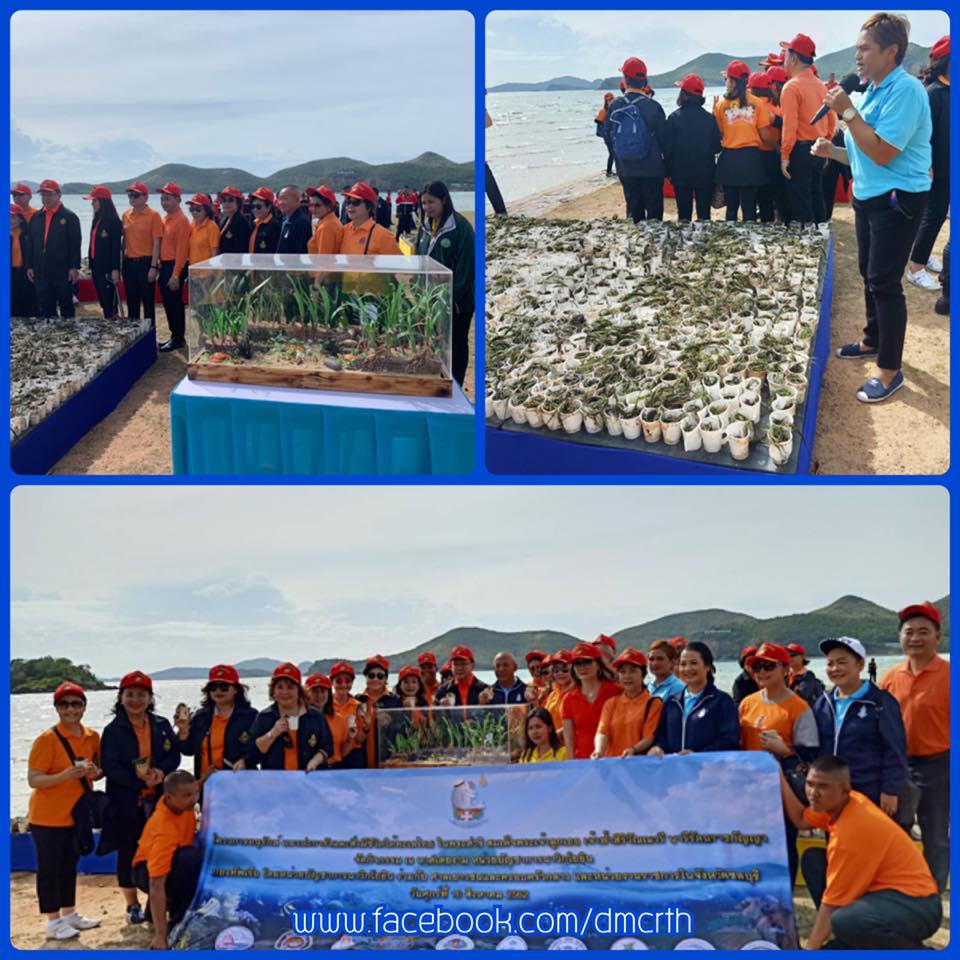 ทช. ทร. ชวนปลูกหญ้าทะเล หาดเตยงาม