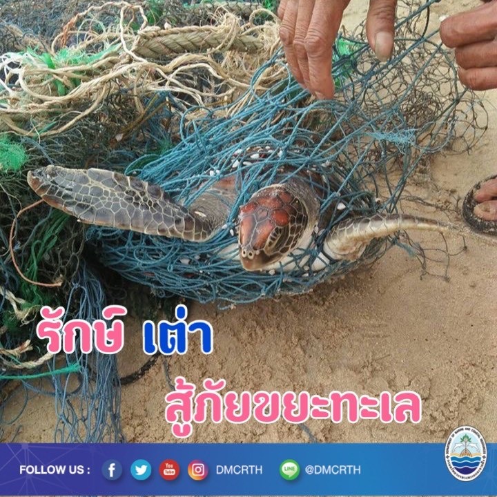 สวัสดี พี่น้องเครือข่ายอนุรักษ์ทะเลไทย
