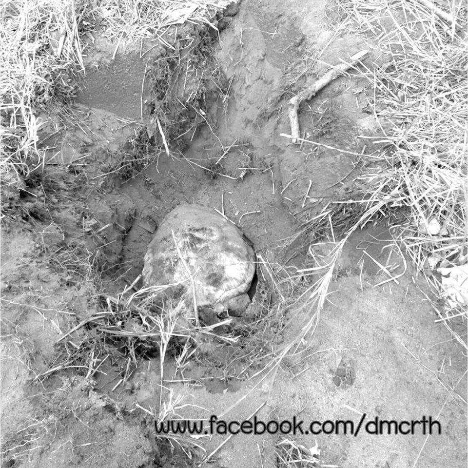 พบซาก เต่ากระเกยตื้นหน้าหาดหัวหิน ประจวบคีรีขันธ์