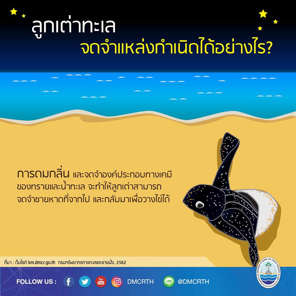 เรารักเต่ามะเฟือง ตอนที่ ๗ : ลูกเต่าทะเลจดจำแหล่งกำเนิดได้อย่างไร