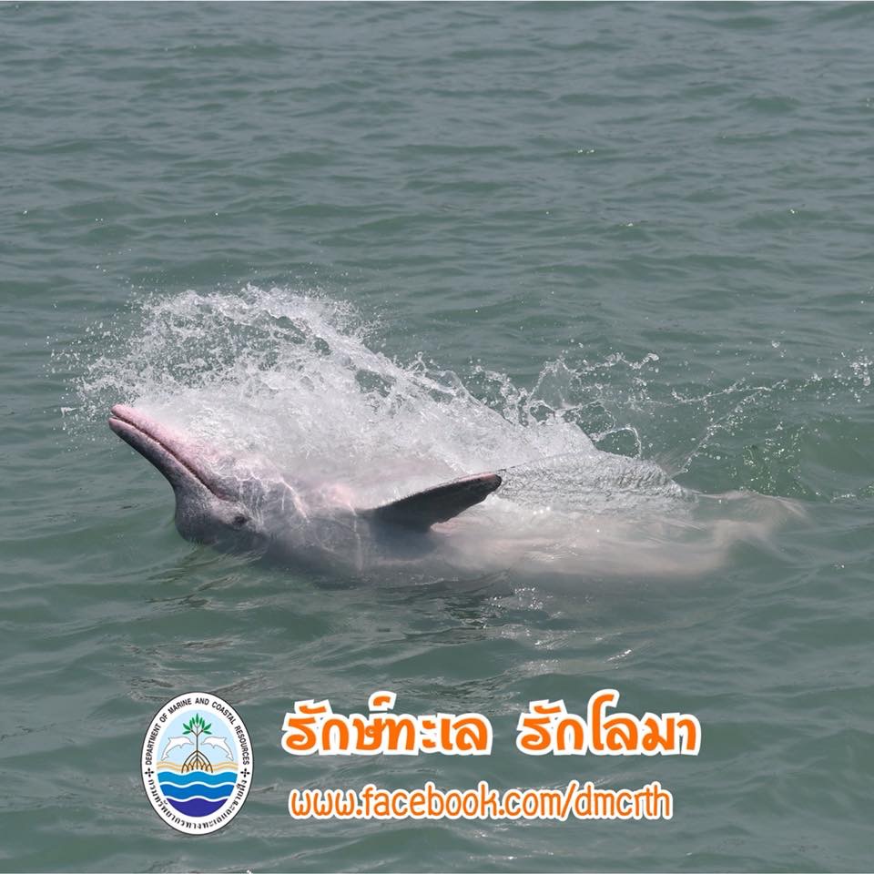 สวัสดี พี่น้องเครือข่ายรักษ์ทะเลไทย
